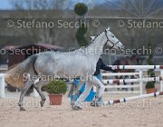 x del Buttasella Tosc Tour2013- S5 1708 : Arezzo, Cavalli d'Italia, Clara del Buttasella, Toscana Tour 2013, foto di Stefano Secchi ©